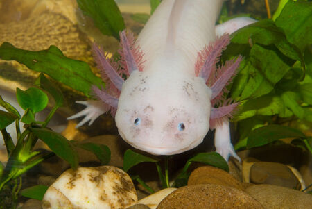 l'axolotl