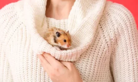 adopter un hamster