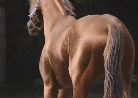 Comment muscler son cheval ?