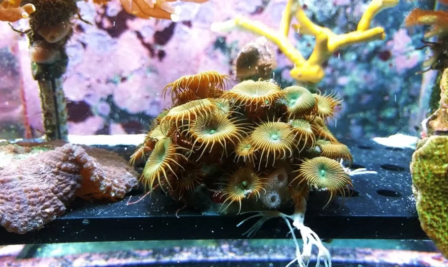 Comment nettoyer un aquarium ?