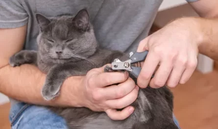 comment couper les griffes d'un chat